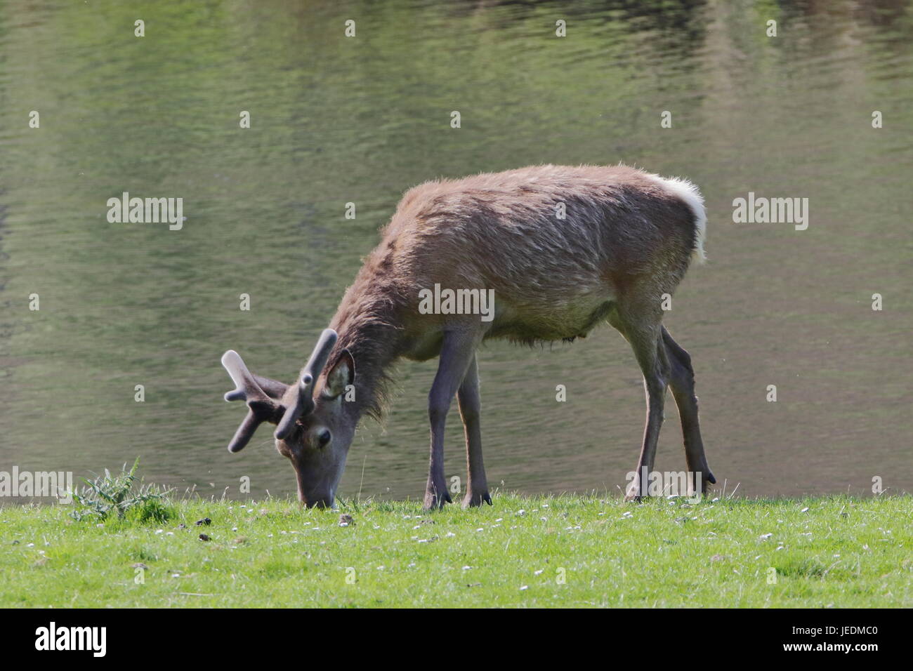 Wild cervo (Cervus elaphus) le rive del fiume Helmsdale in Sutherland Scozia Scotland Foto Stock