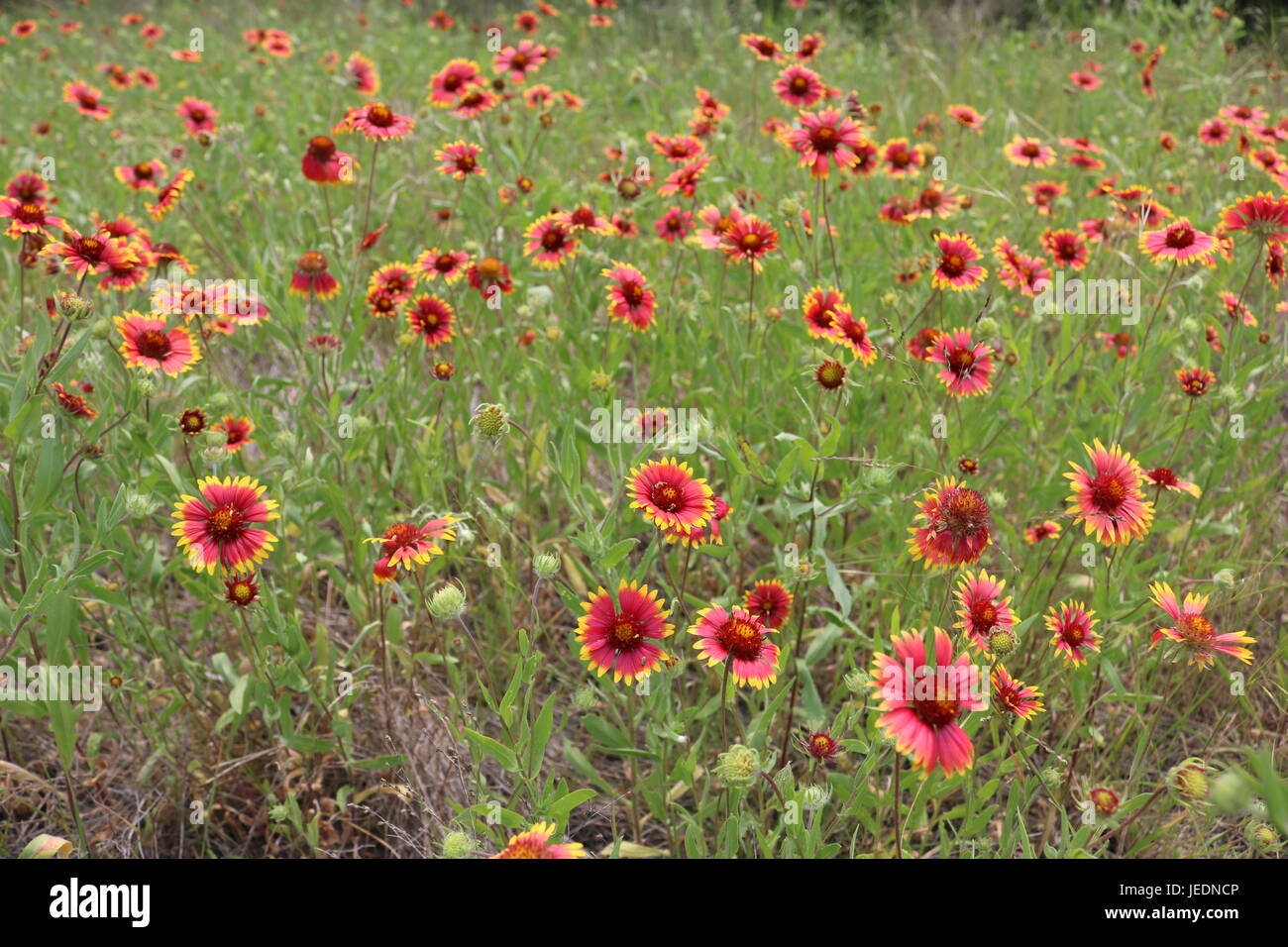 Campo pieno di indiani coperta di fiori in primavera in Texas Foto Stock