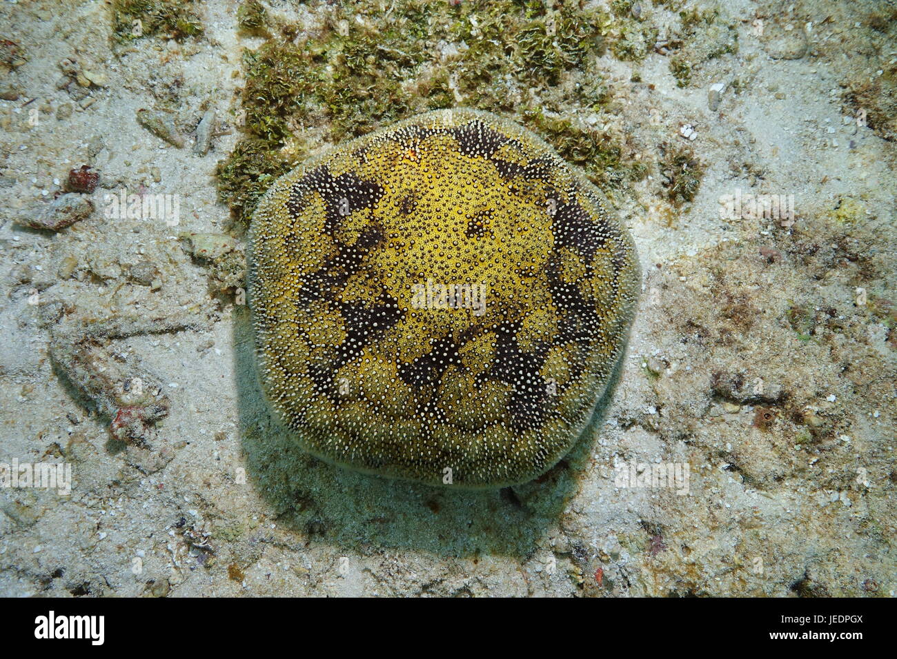 Una stella di mare Stella cuscino, Culcita novaeguineae, subacquea sul fondale, oceano pacifico, Polinesia Francese Foto Stock