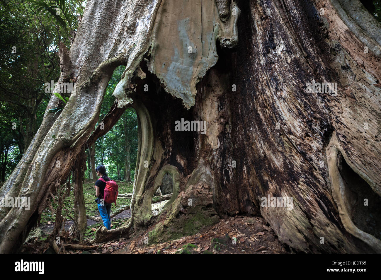 Un albero gigante presso il sito archeologico di Koto Mahligai a Muarojambi, Jambi, Indonesia. Foto Stock