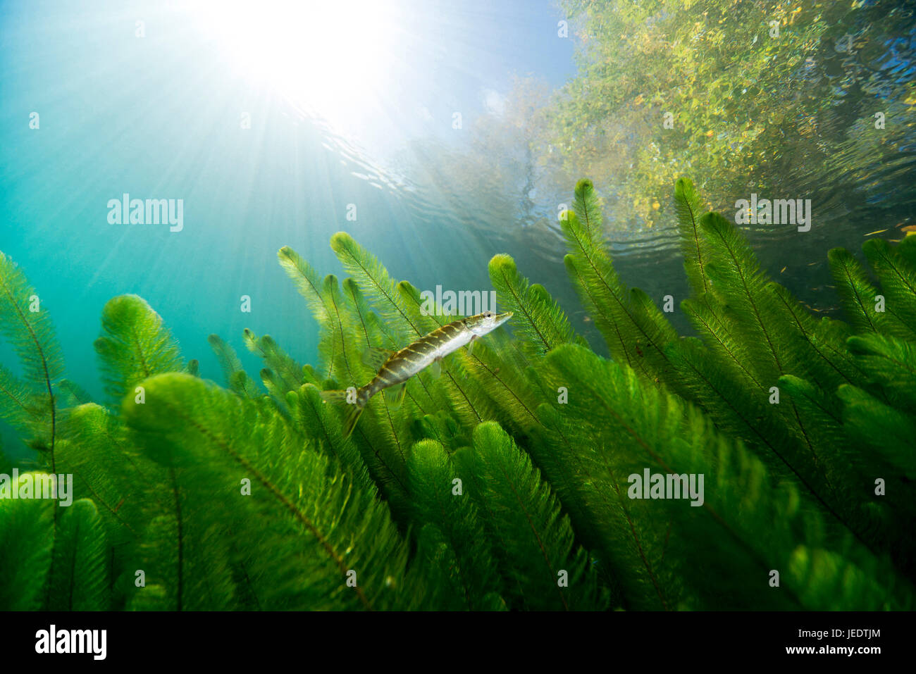 Hecht; Hecht im Flachwasser; hechtartiger; Raubfisch; Süsswasser; Süsswasserfisch; Knochenfisch; Tausendblatt; Tausendblattgewächs; Wasserpflanze; Süs Foto Stock