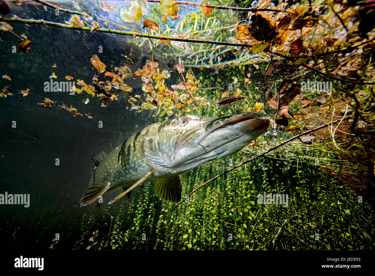 Europa; Deutschland, Bayern, Echinger Weiher, Hecht; Hecht im Flachwasser; hechtartiger; Raubfisch; Süsswasser; Süsswasserfisch; Knochenfisch | Europa Foto Stock