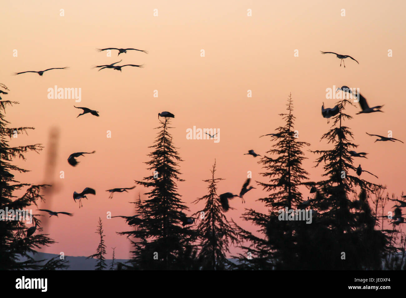 Silhouette di marabou stork al tramonto Foto Stock