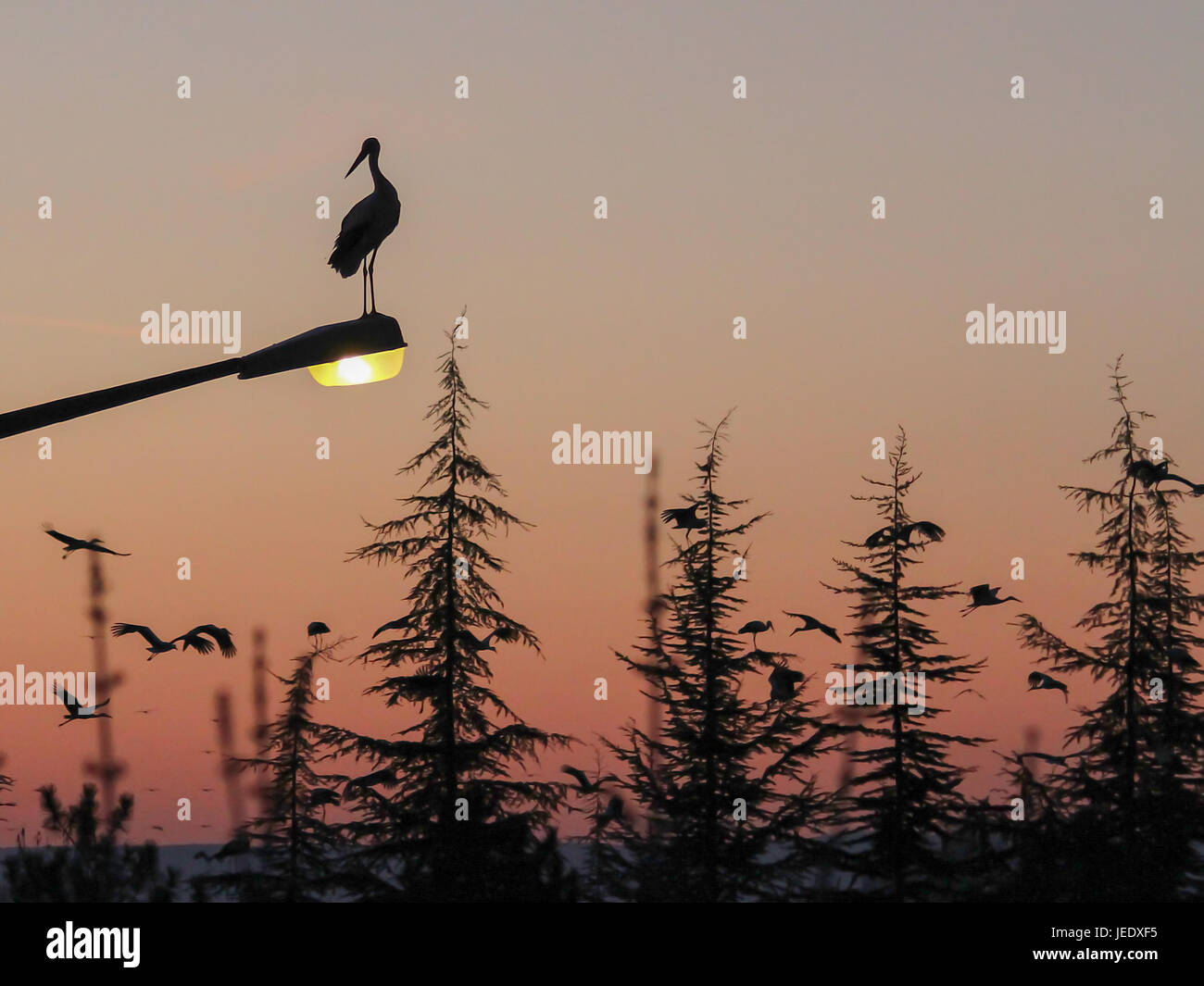 Silhouette di marabou stork al tramonto Foto Stock