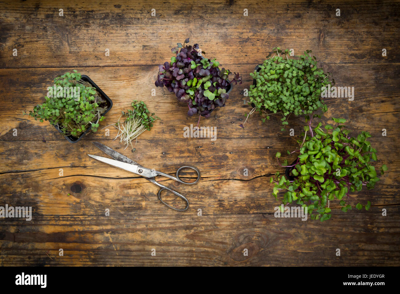 Varietà di crescione organico Foto Stock