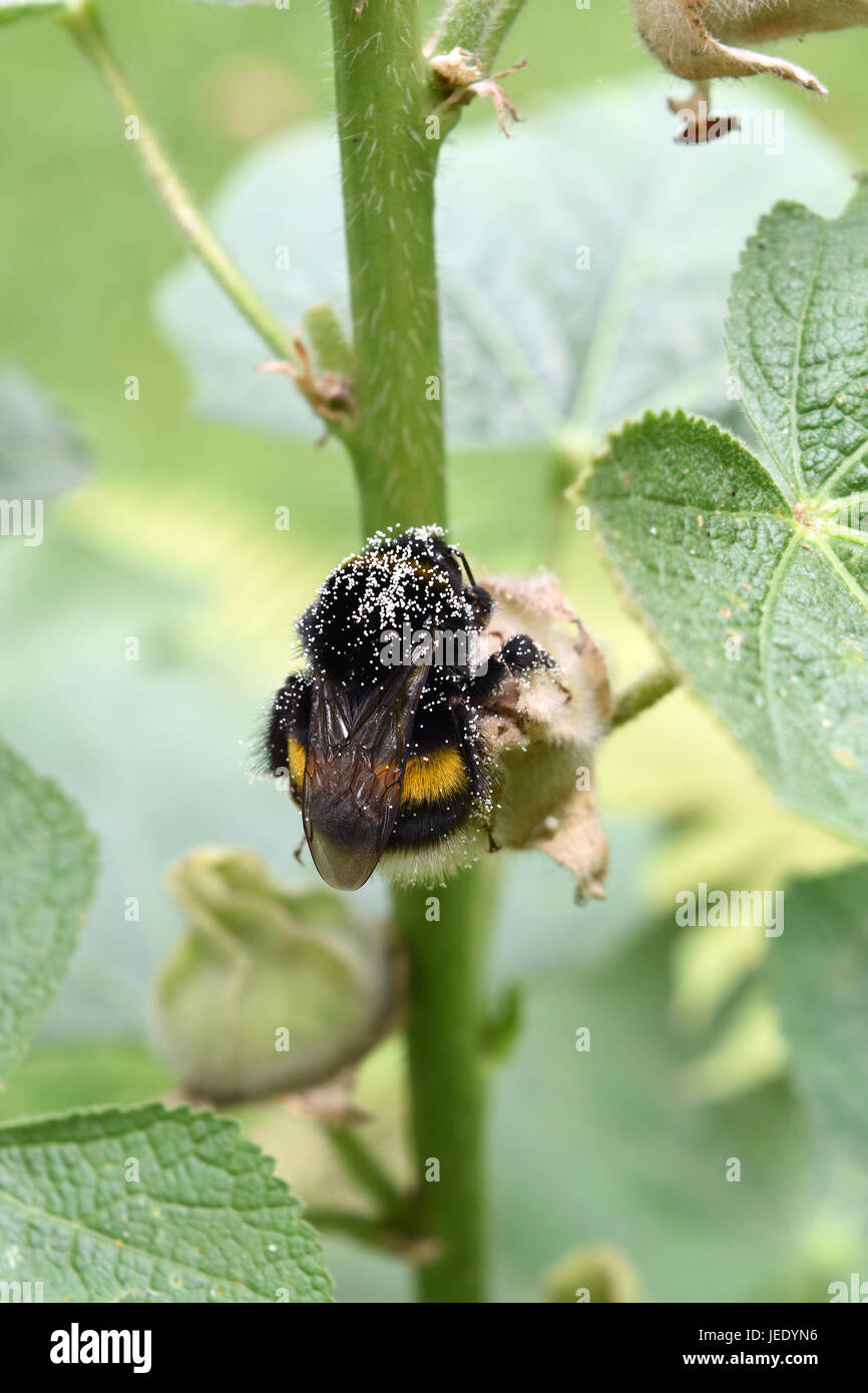 Gli insetti impollinati con polline, impollinare i fiori. Bombini. Bumblebee Foto Stock