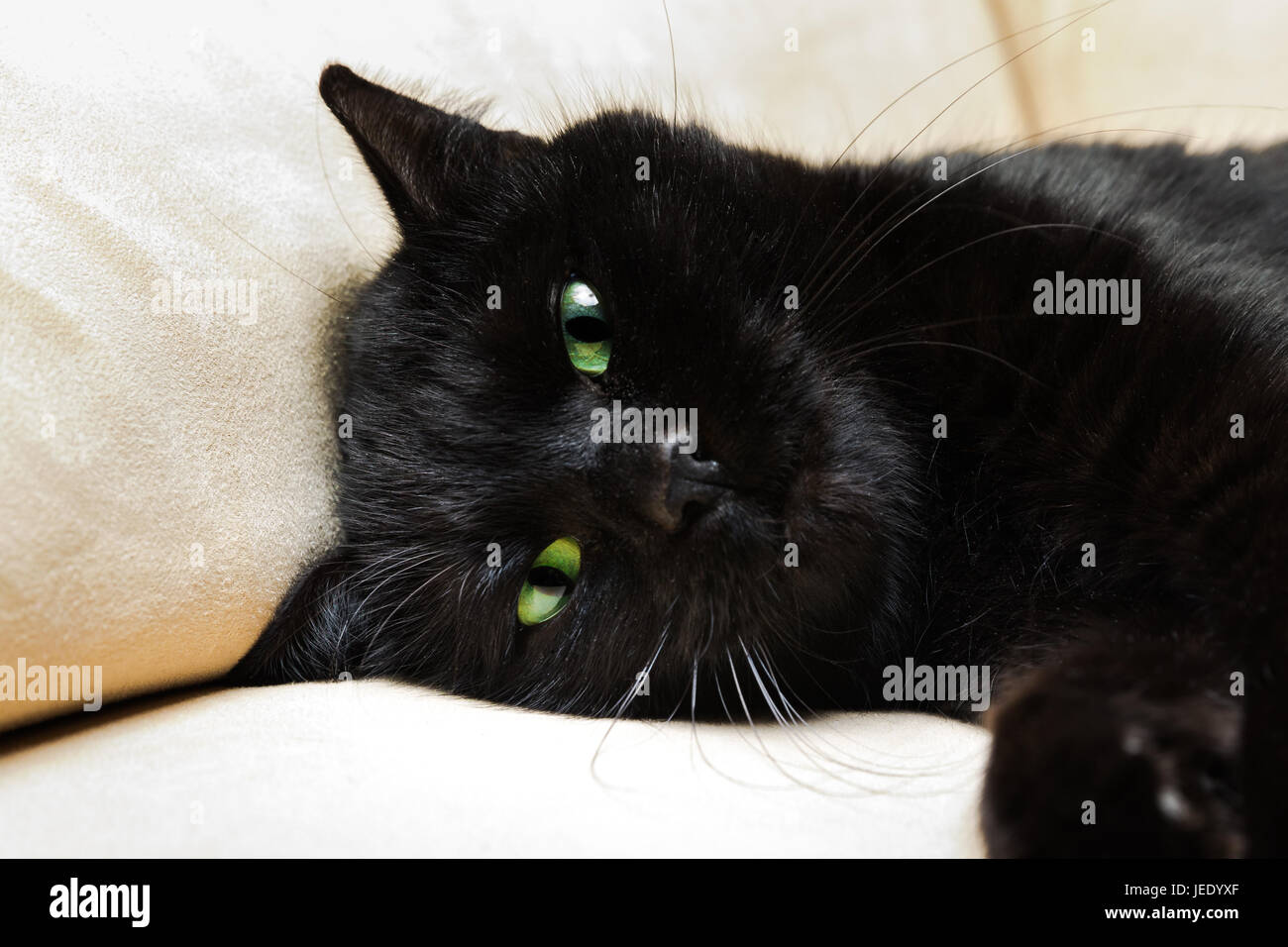 Black Panther cat Foto Stock