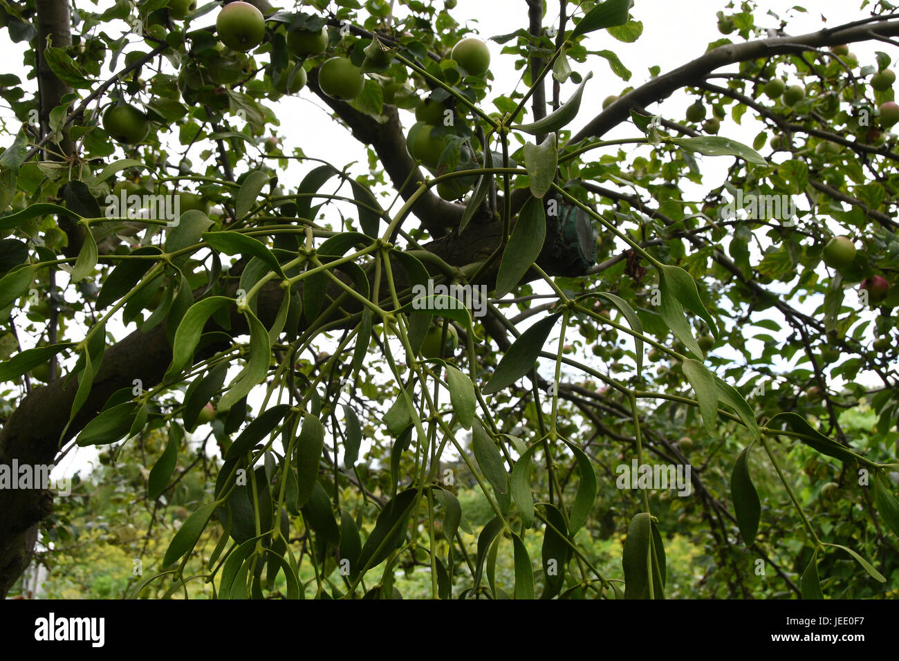 Vischio rare che cresce su un albero da frutto in giardino. Foto Stock