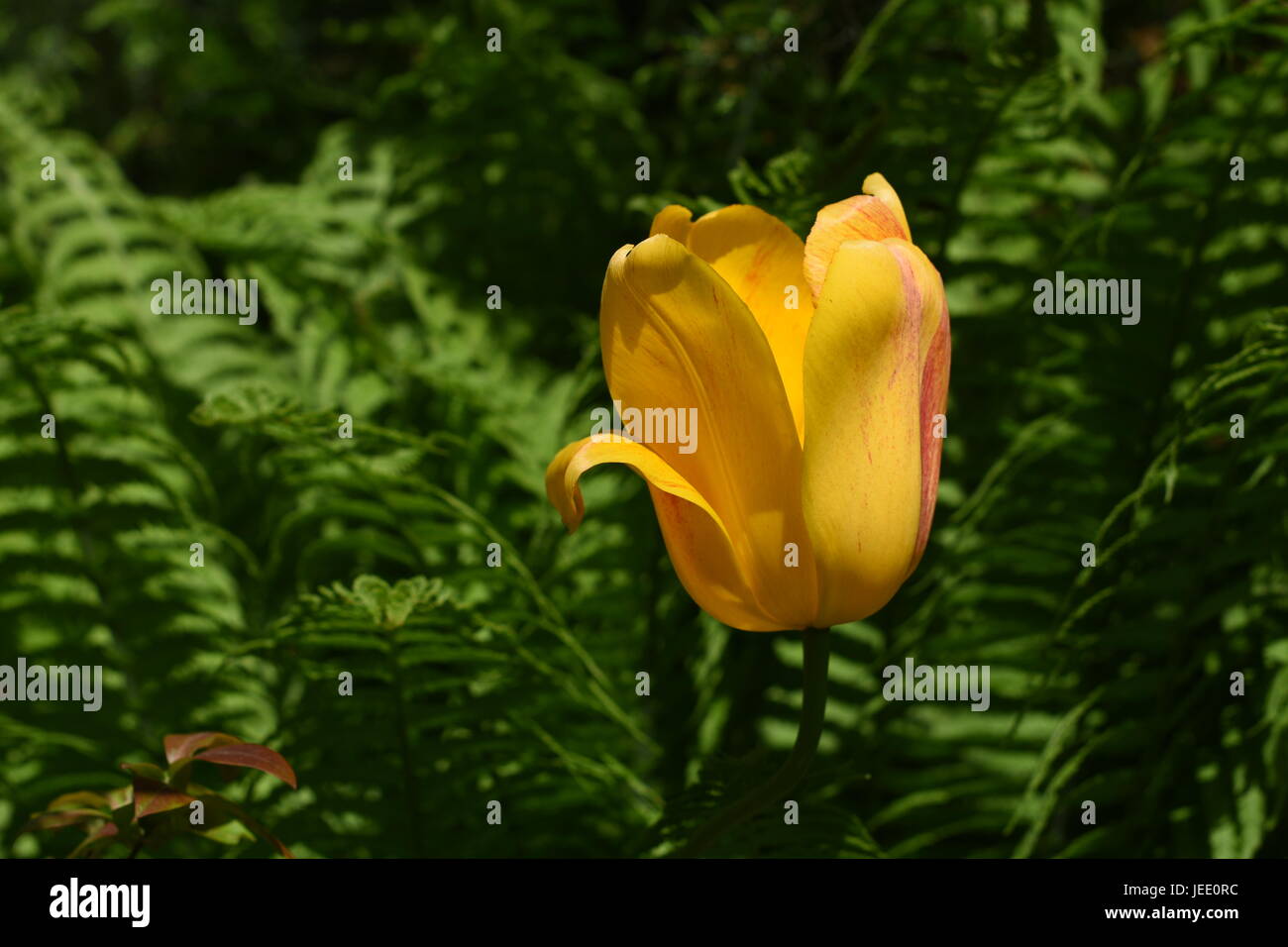 Fiori su sfondo sfocato Foto Stock