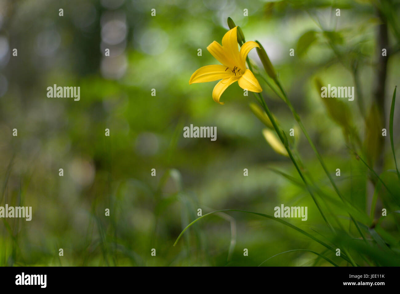 Fiori su sfondo sfocato Foto Stock