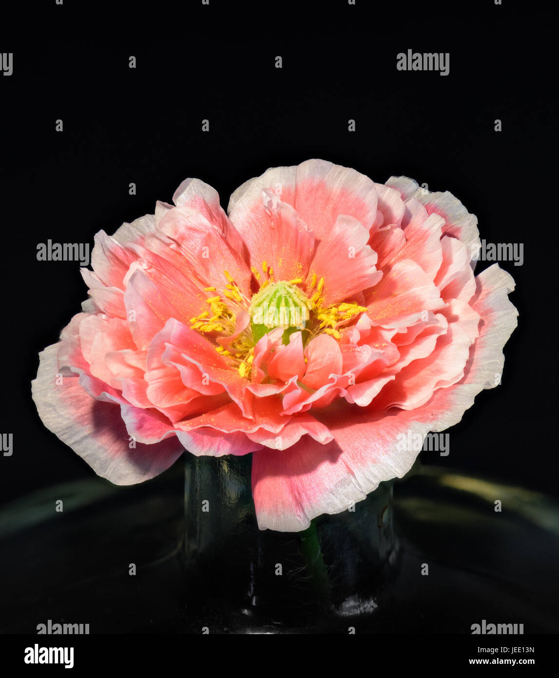 Floral arte macro ritratto di una luce rosa e bianco fiore singolo isolato Islanda Poppy blossom su sfondo nero in ancora lo stile di vita Foto Stock
