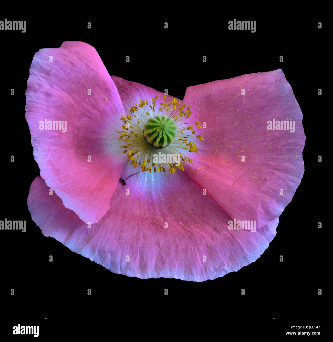 Floral arte macro ritratto di un rosa fioritura singola isolata Islanda Poppy blossom su sfondo nero in ancora lo stile di vita con texture dettagliate Foto Stock