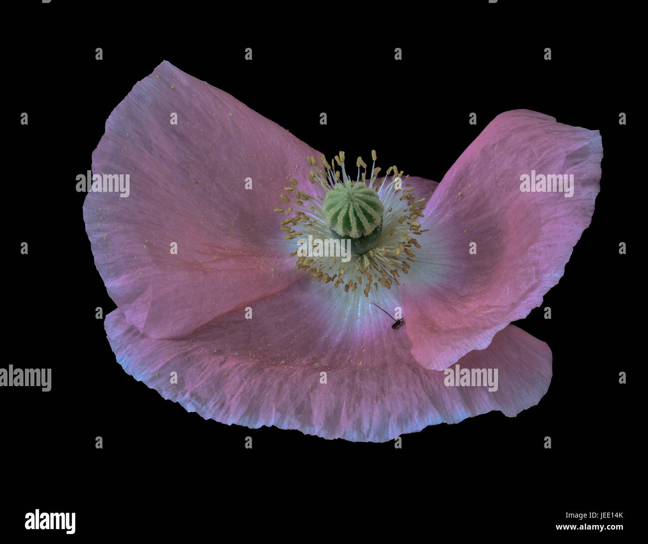 Floral arte macro ritratto di un rosa fioritura singola isolata Islanda Poppy blossom su sfondo nero in ancora lo stile di vita Foto Stock