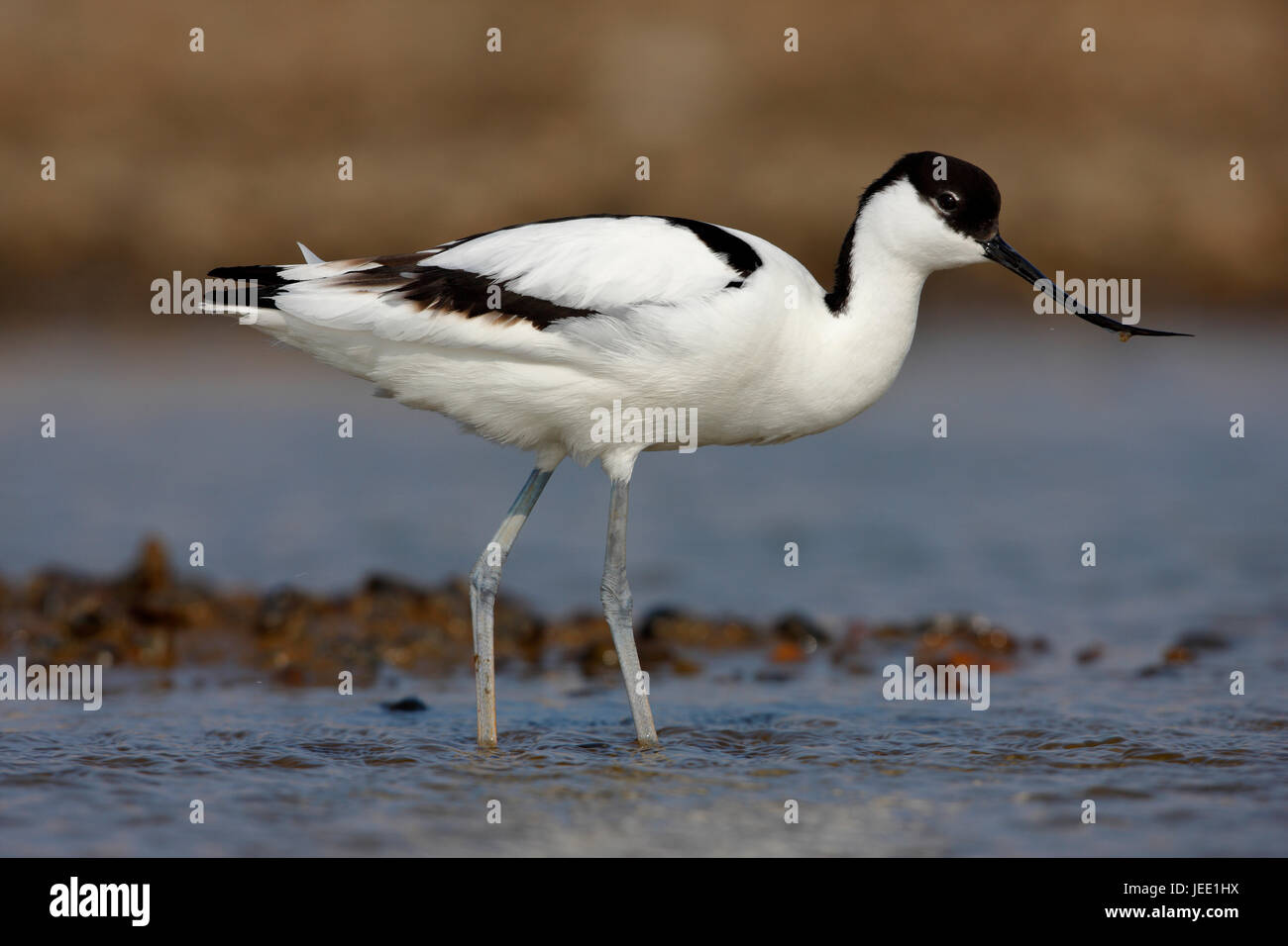 Pied Avocet, Recurvirostra avosetta alimentando in una piscina costiera a nord Salhouse NORFOLK REGNO UNITO Foto Stock