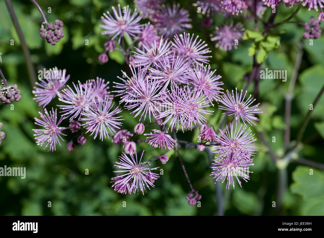 Thalictrum aquilegifolium, prato rue Foto Stock