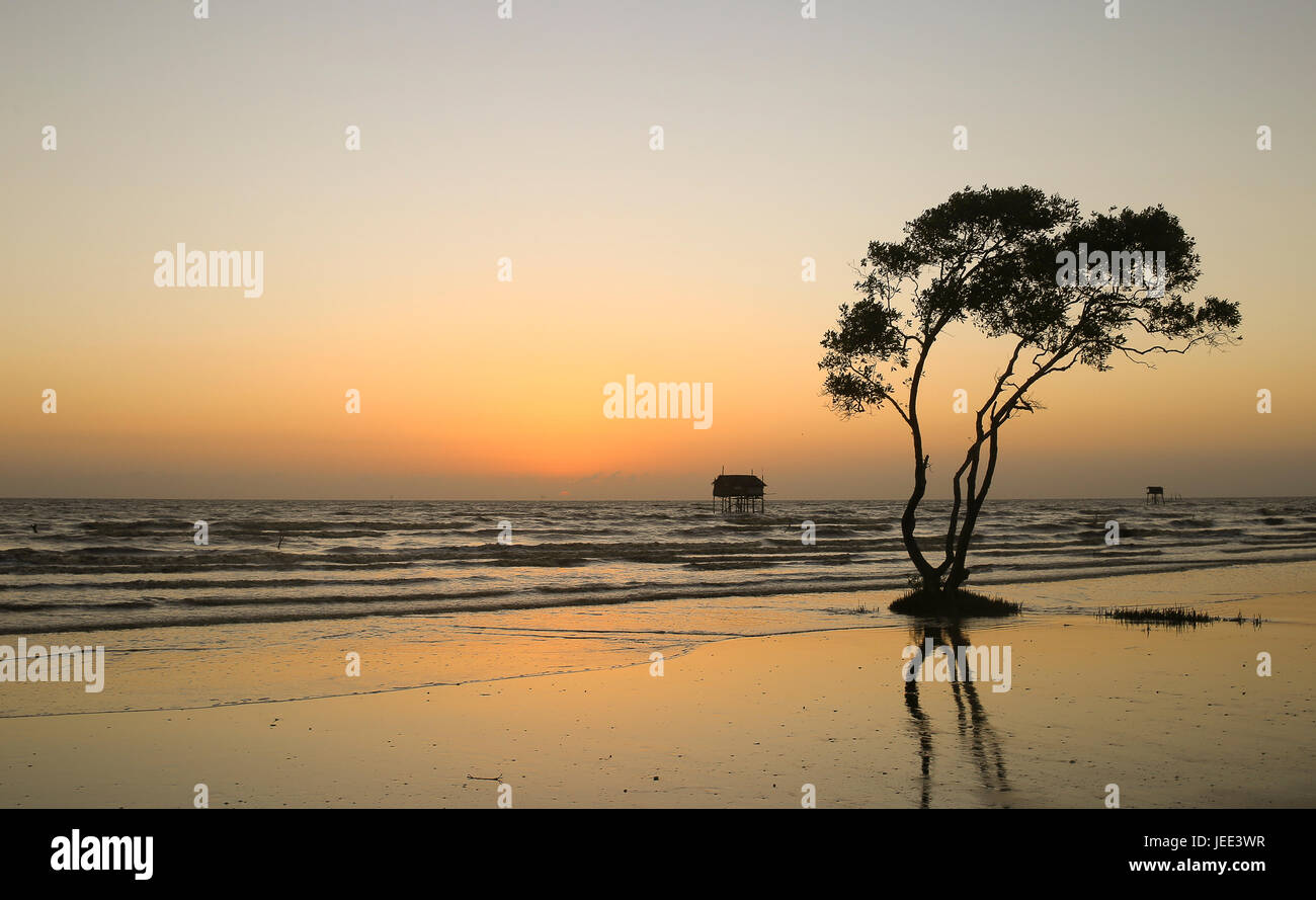 Sunrise lonely tree cielo arancione sulla spiaggia Tan Thanh Beach Go Cong Tien Giang Viet Nam Foto Stock