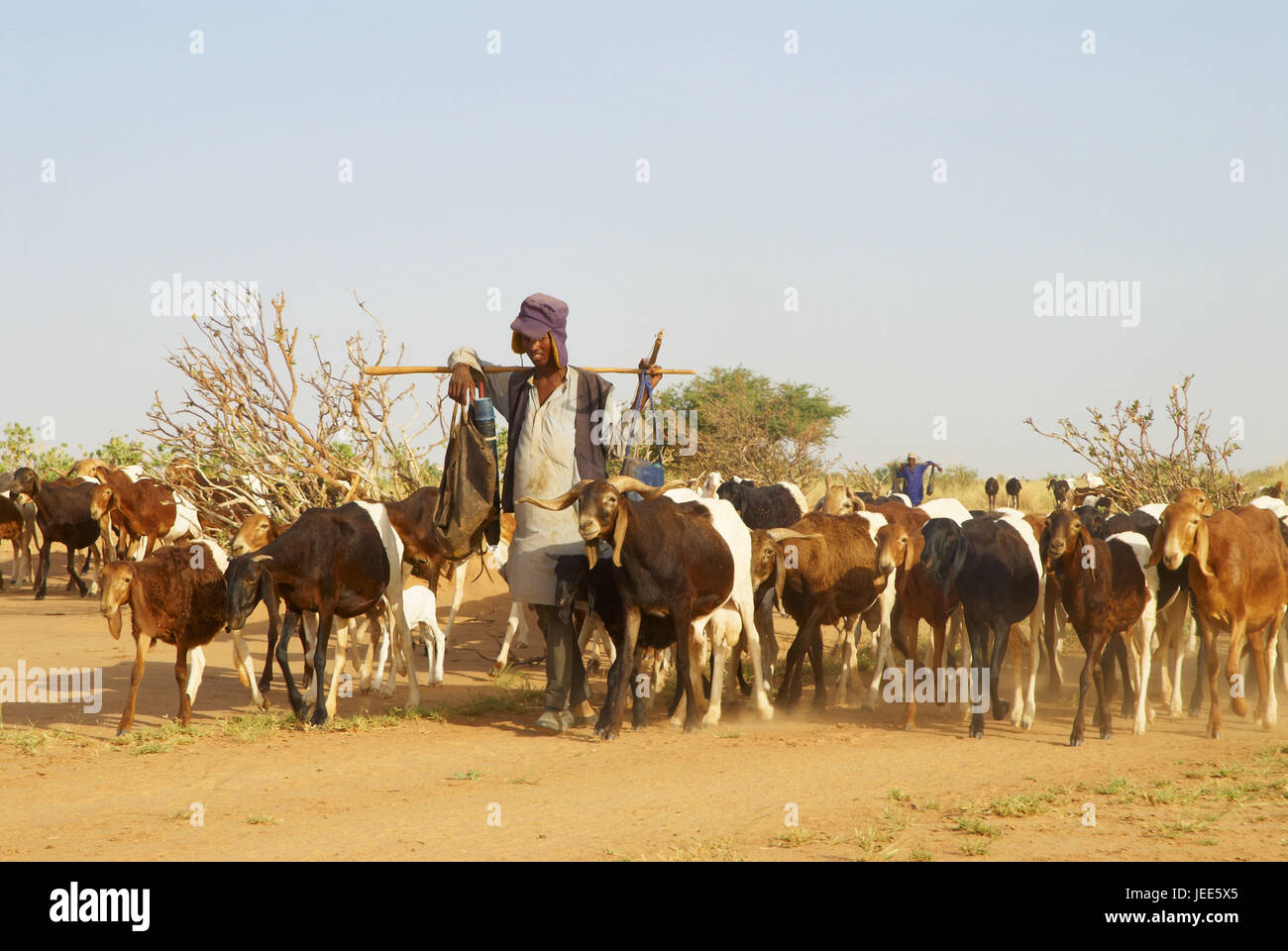 Africa, Niger, l uomo con capra si concentra, Foto Stock