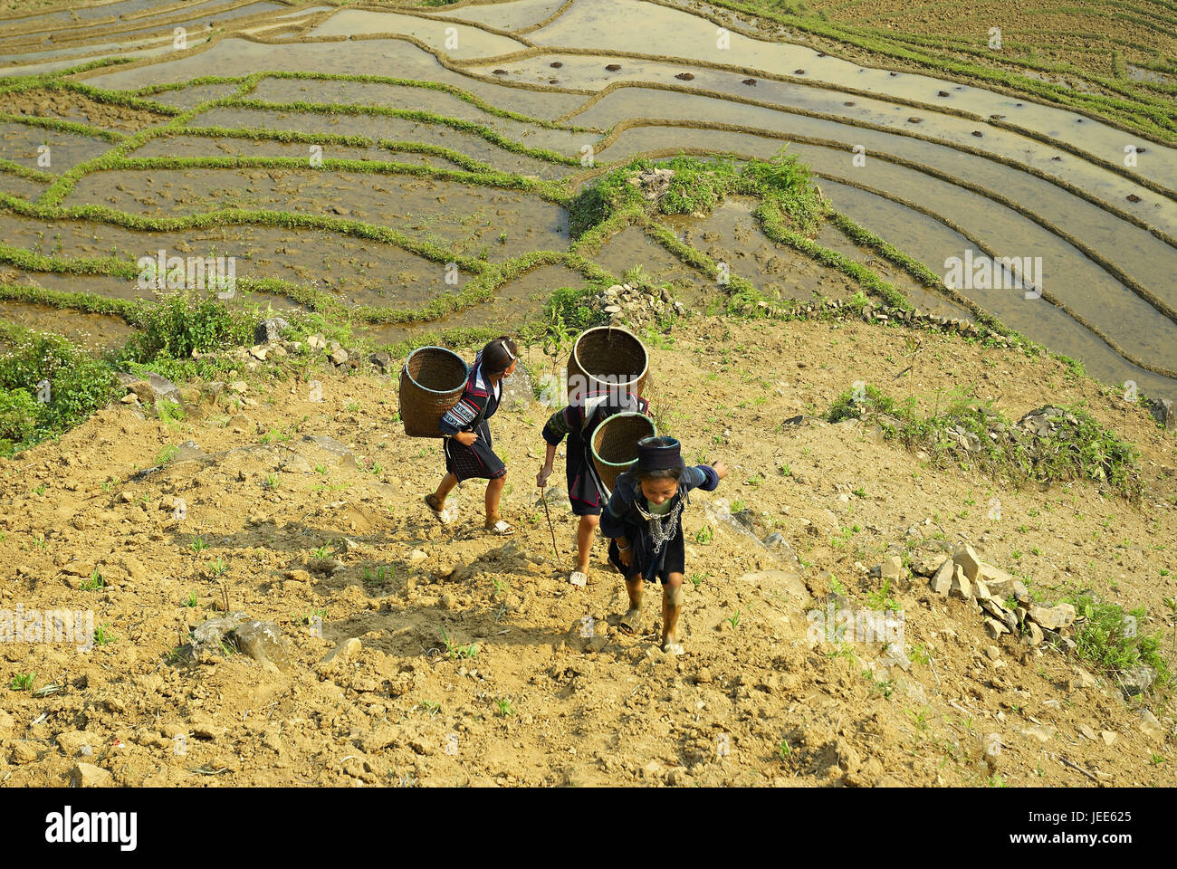 Asia, Vietnam, donne su un campo di riso, Foto Stock