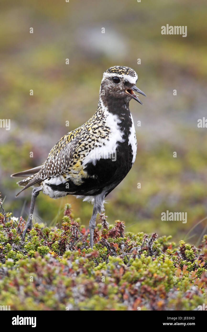 Il maggiociondolo piper, penisola Varanger, Norvegia, Foto Stock