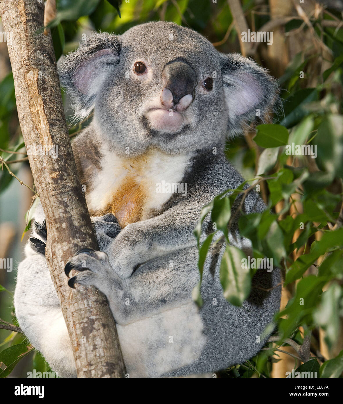 Il Koala, Phascolarctos cinereus, piccoli uomini, sedersi, diramazione Foto Stock