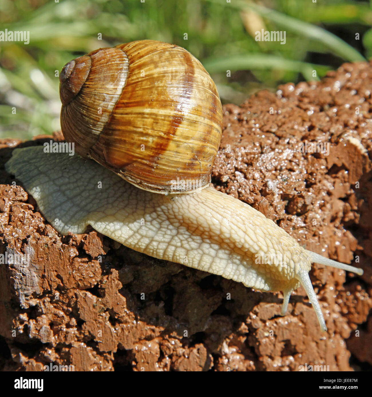 Lumache commestibili, escargot, scorrimento, escargot house, medium close-up, escargot ritmo, animale, Foto Stock