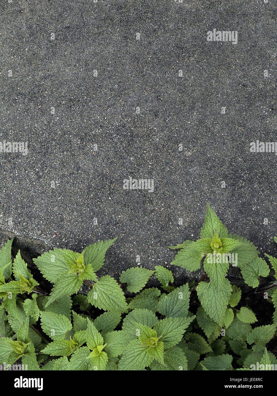 Asfalto, pungente ortiche, dettaglio, pavimento in pietra, calcestruzzo, colonna, piante di ortiche, foglie verde, contrasto, habitat, natura, umile, adaptive, copia di spazio, Foto Stock