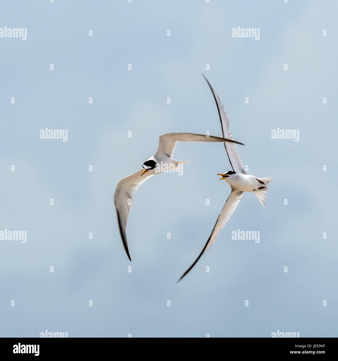 Almeno sterne sorvolano St.Augustine Beach. Volare in coppie danzanti nell'aria o alcuni custodire il loro nido sepolto nella spiaggia di sabbia. Foto Stock