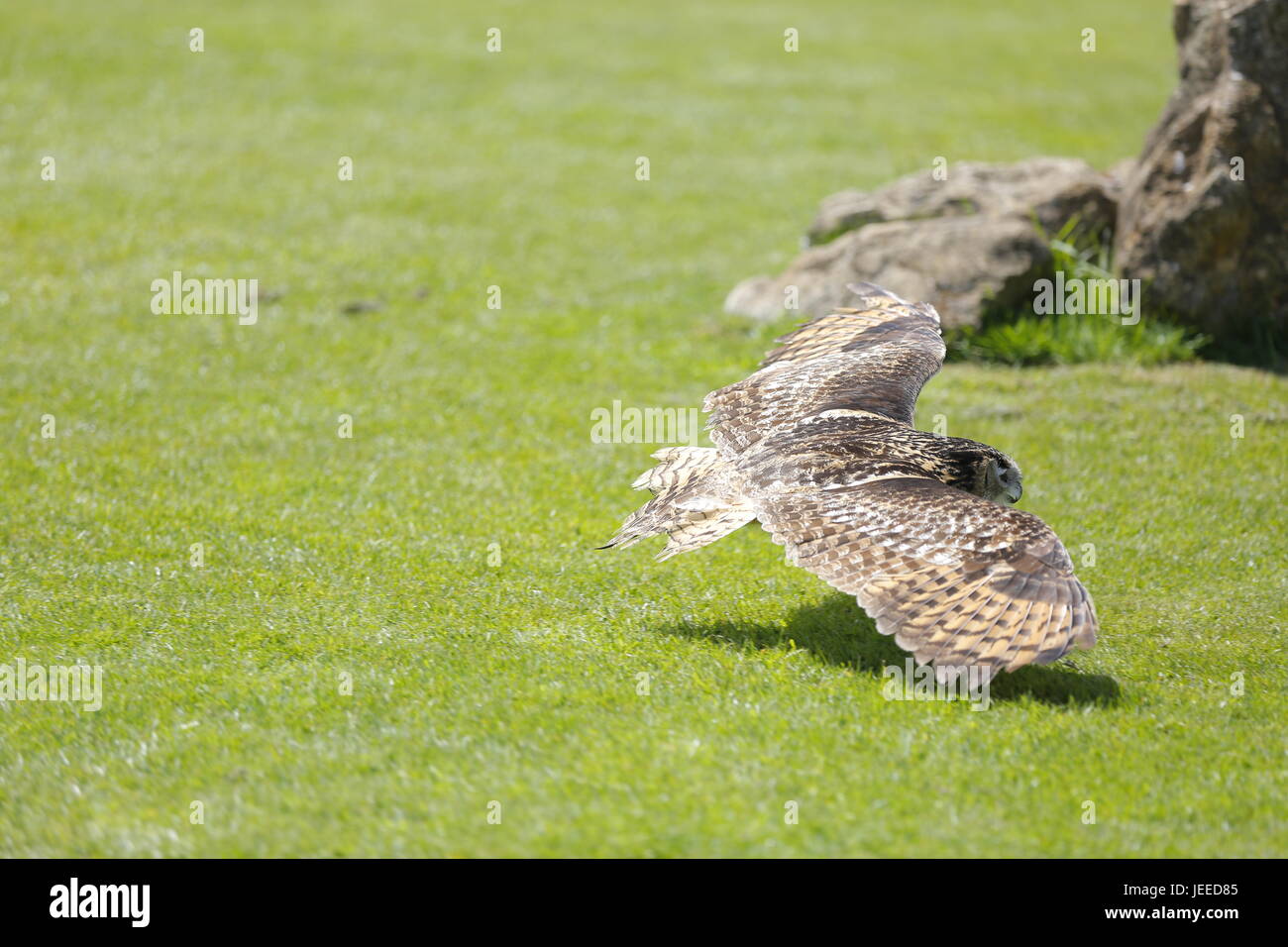 Il castello più belli del mondo il Castello di Leeds nel Kent England circondato da bellissimi boschi, il lago e la terra per la ricreazione. Spettacolo Bird con il gufo addestrati Foto Stock