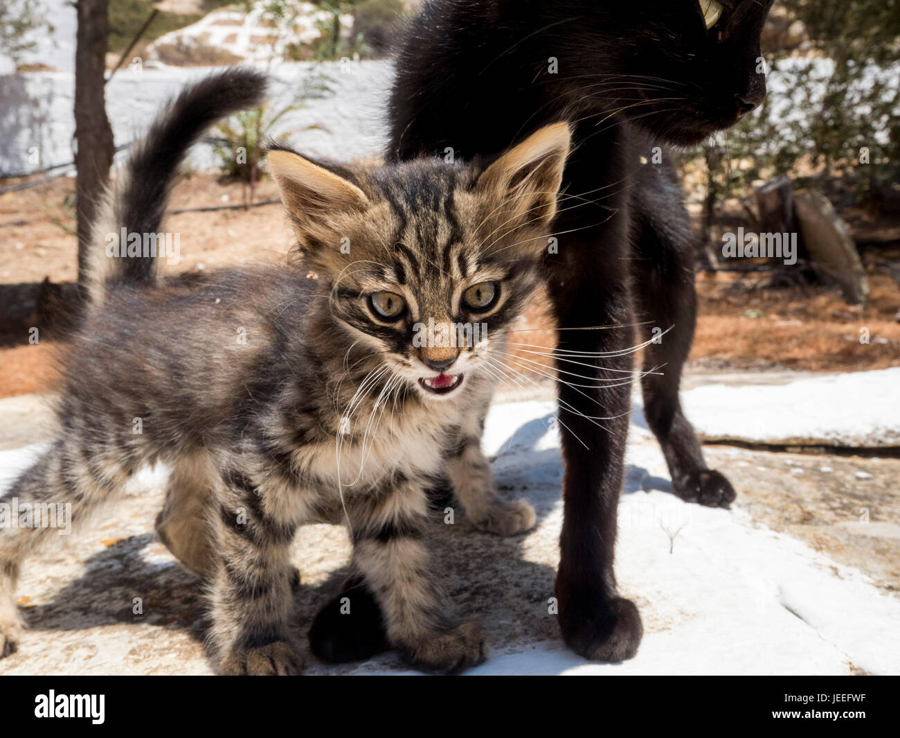 Stanco gattino randagio soggiornando vicino a MOM Foto Stock