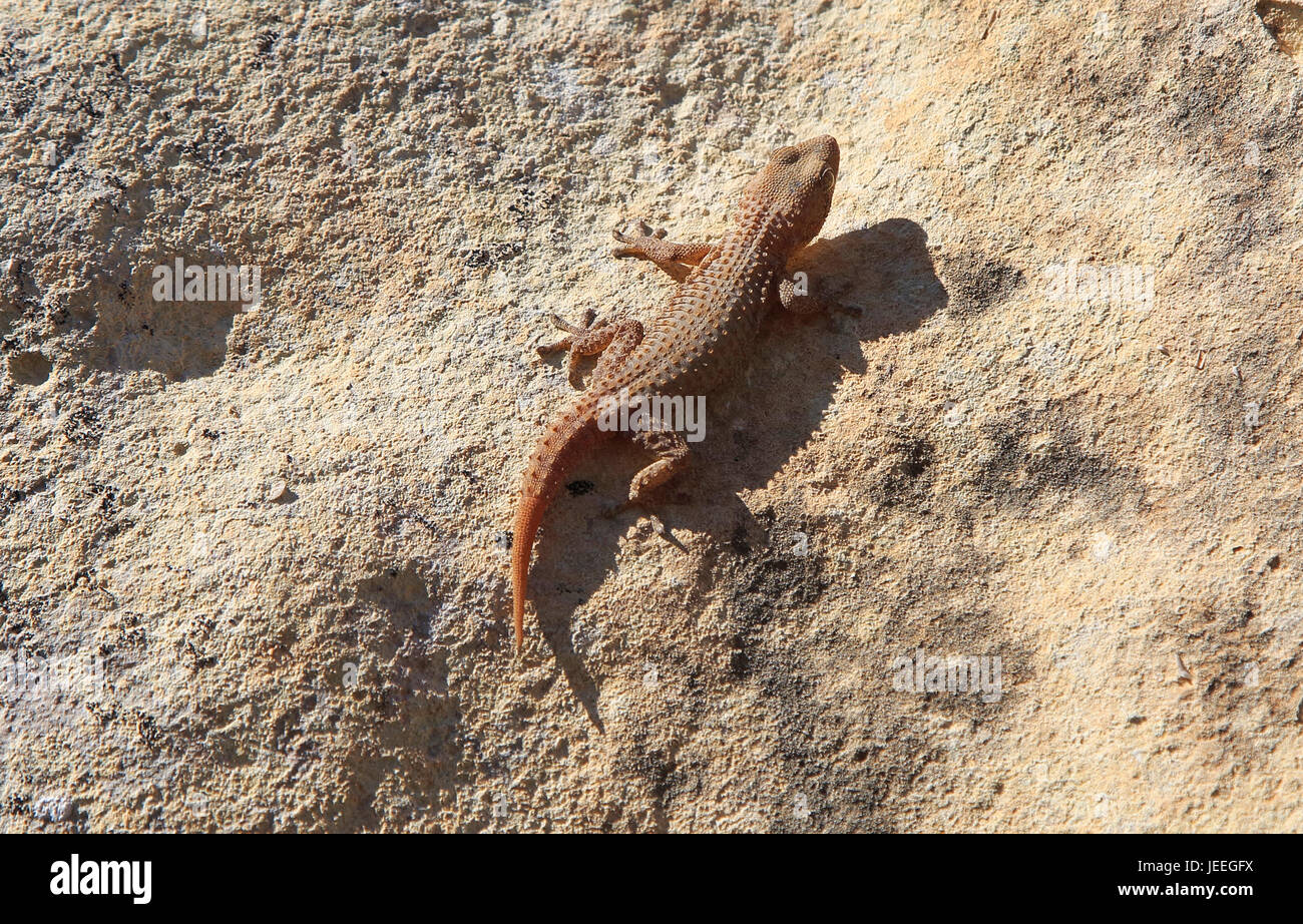 Mediterranean house gecko, Hemidactylus turcicu, isola di Gozo, Malta Foto Stock