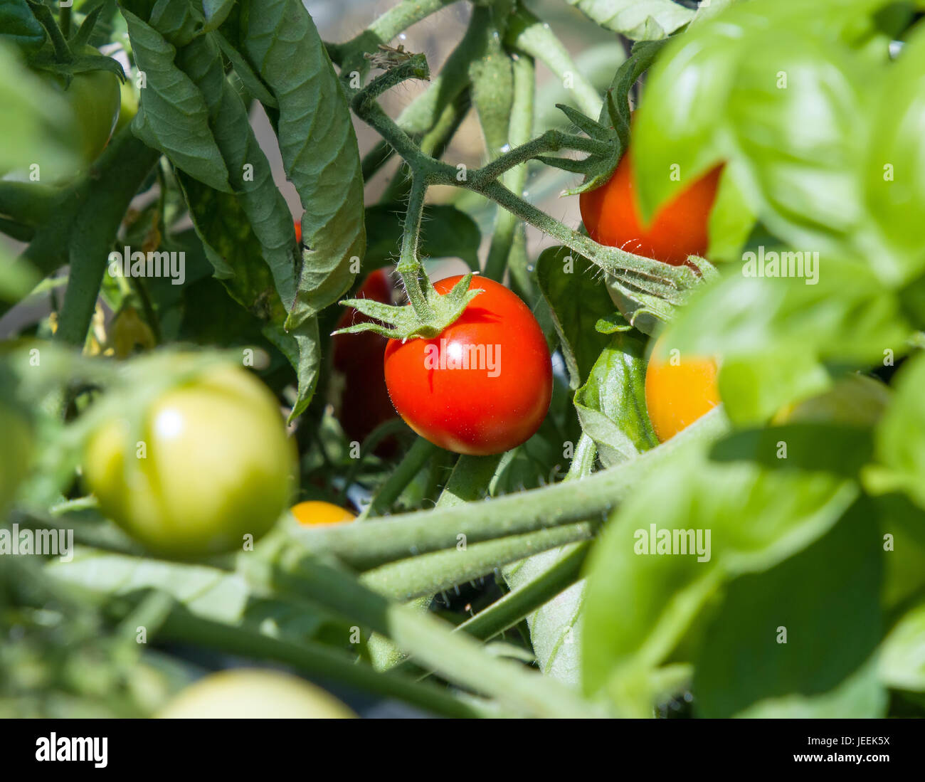 Pomodori maturazione in estate il sole Foto Stock
