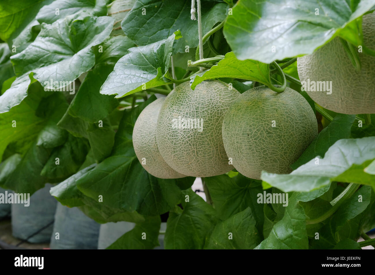 Melone freschi sull albero. messa a fuoco selettiva Foto Stock