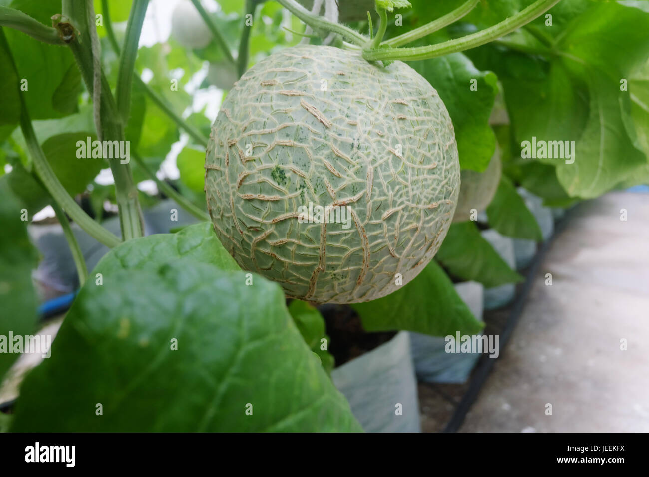 Melone coltivazione di meloni in serra. messa a fuoco selettiva Foto Stock
