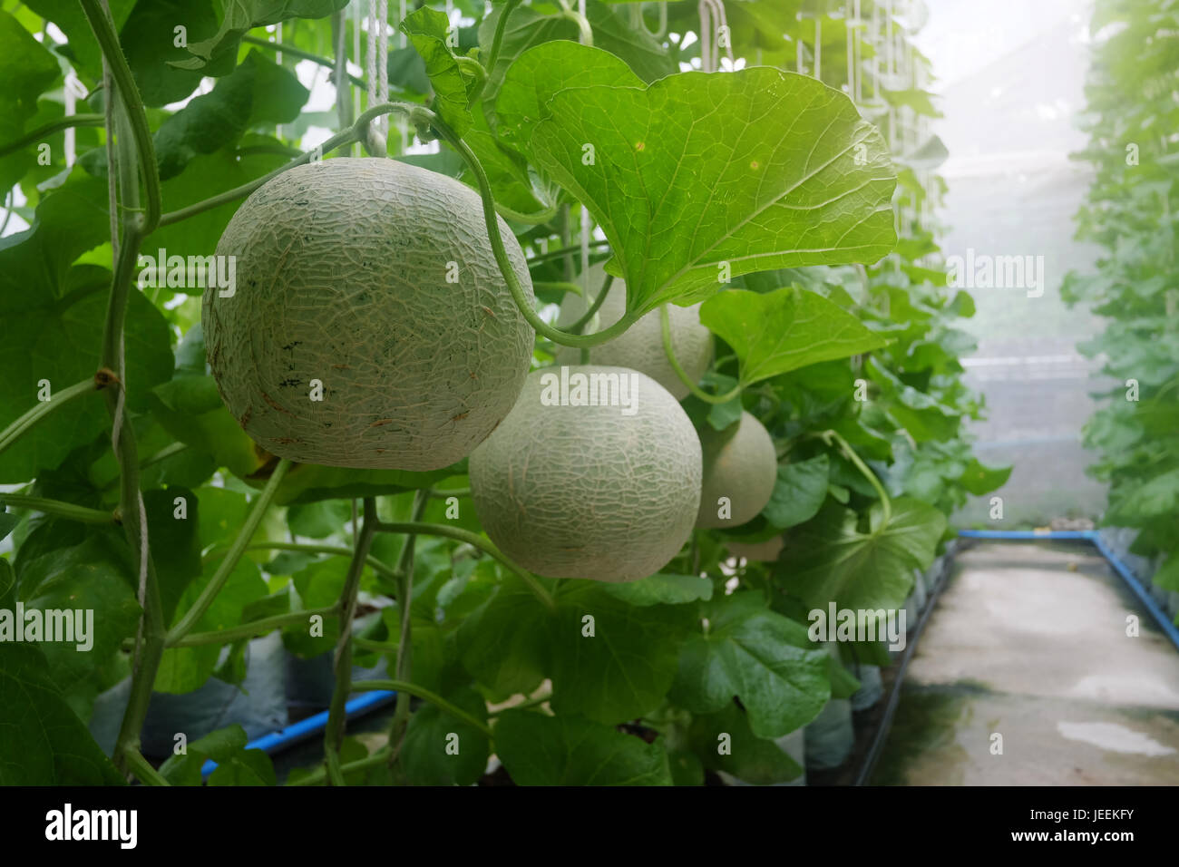 Melone coltivazione di meloni in serra Foto Stock