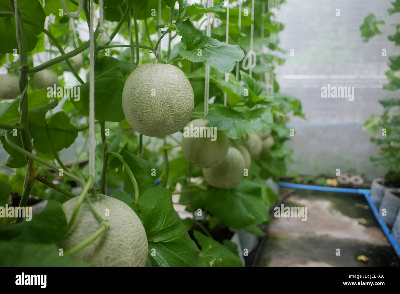 I giovani di giapponese di meloni o verde di meloni e di melone melone piante che crescono in serra. Foto Stock