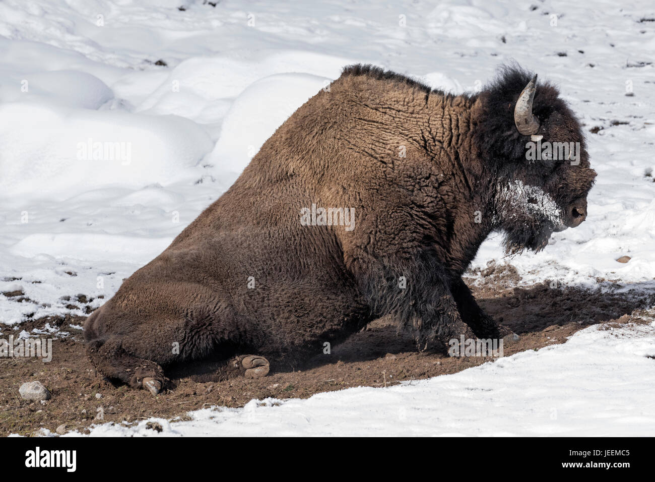 Bisonte americano Foto Stock