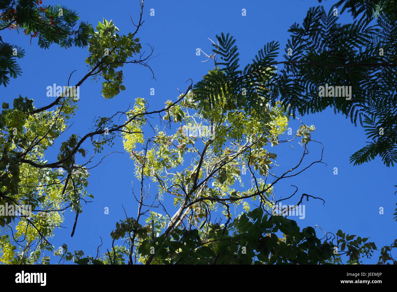 Cassia tree, golden shower tree, Saar, Regno del Bahrein Foto Stock