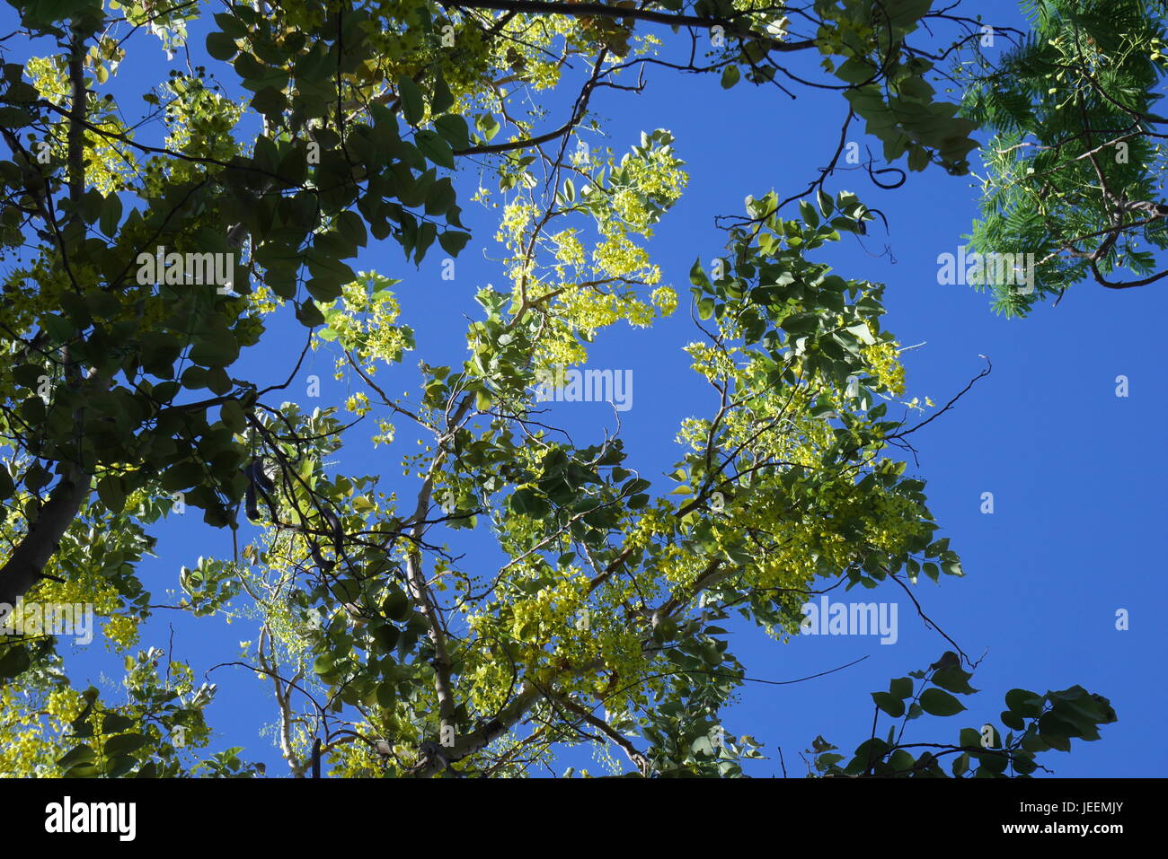 Cassia tree, golden shower tree, Saar, Regno del Bahrein Foto Stock