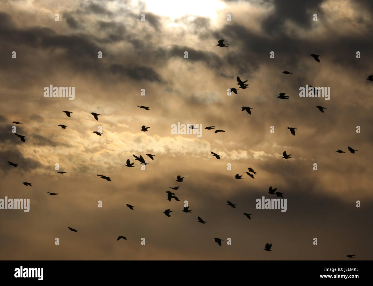 I corvi battenti sotto un cielo moody Foto Stock