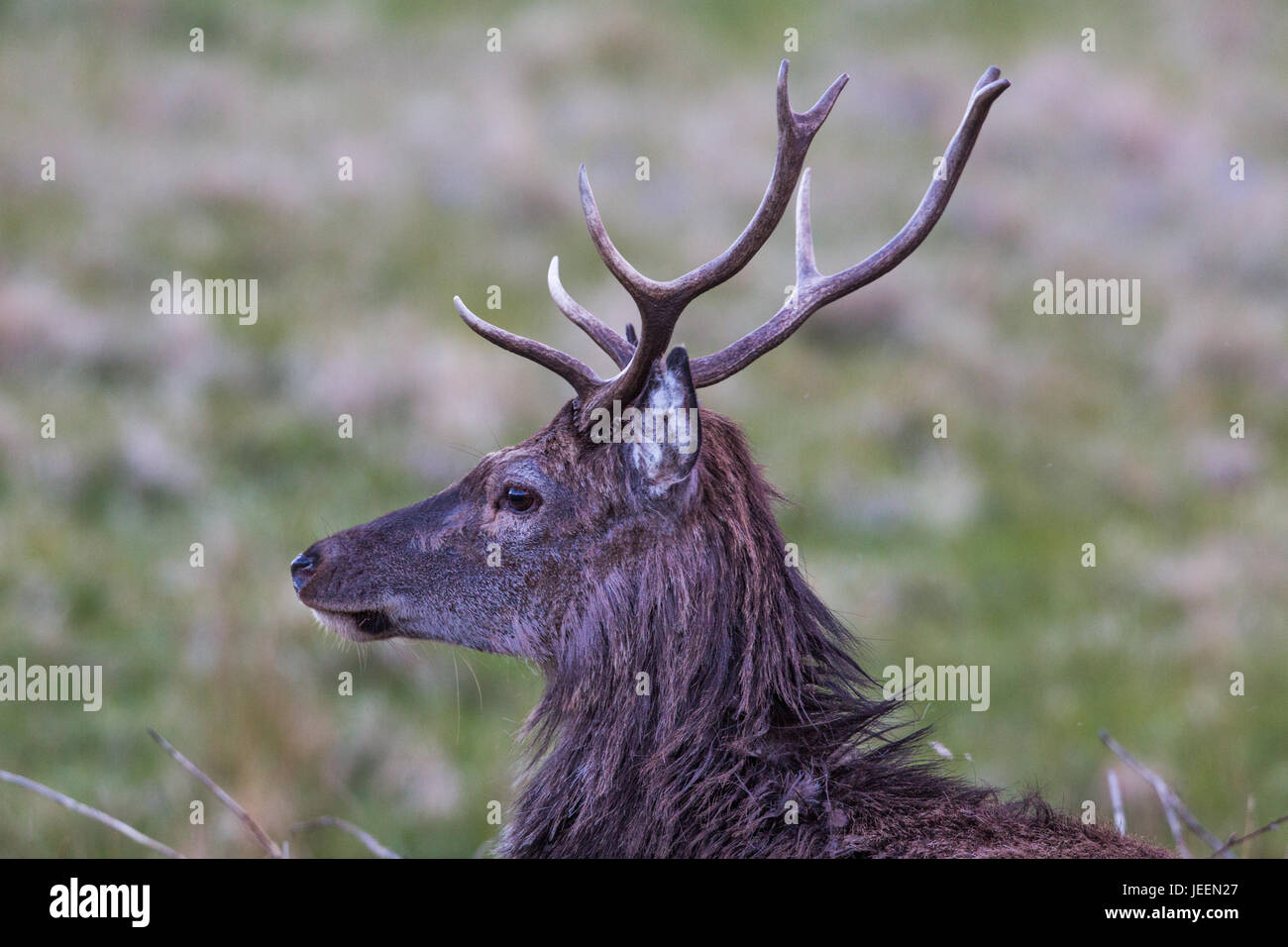 Red Deer Stag, Applecross, Scozia Foto Stock