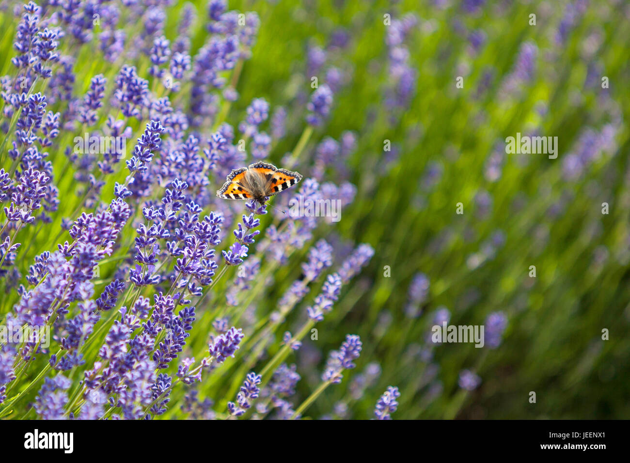 Butterfly nel campo di lavanda in piena fioritura, Cotswold lavanda Foto Stock