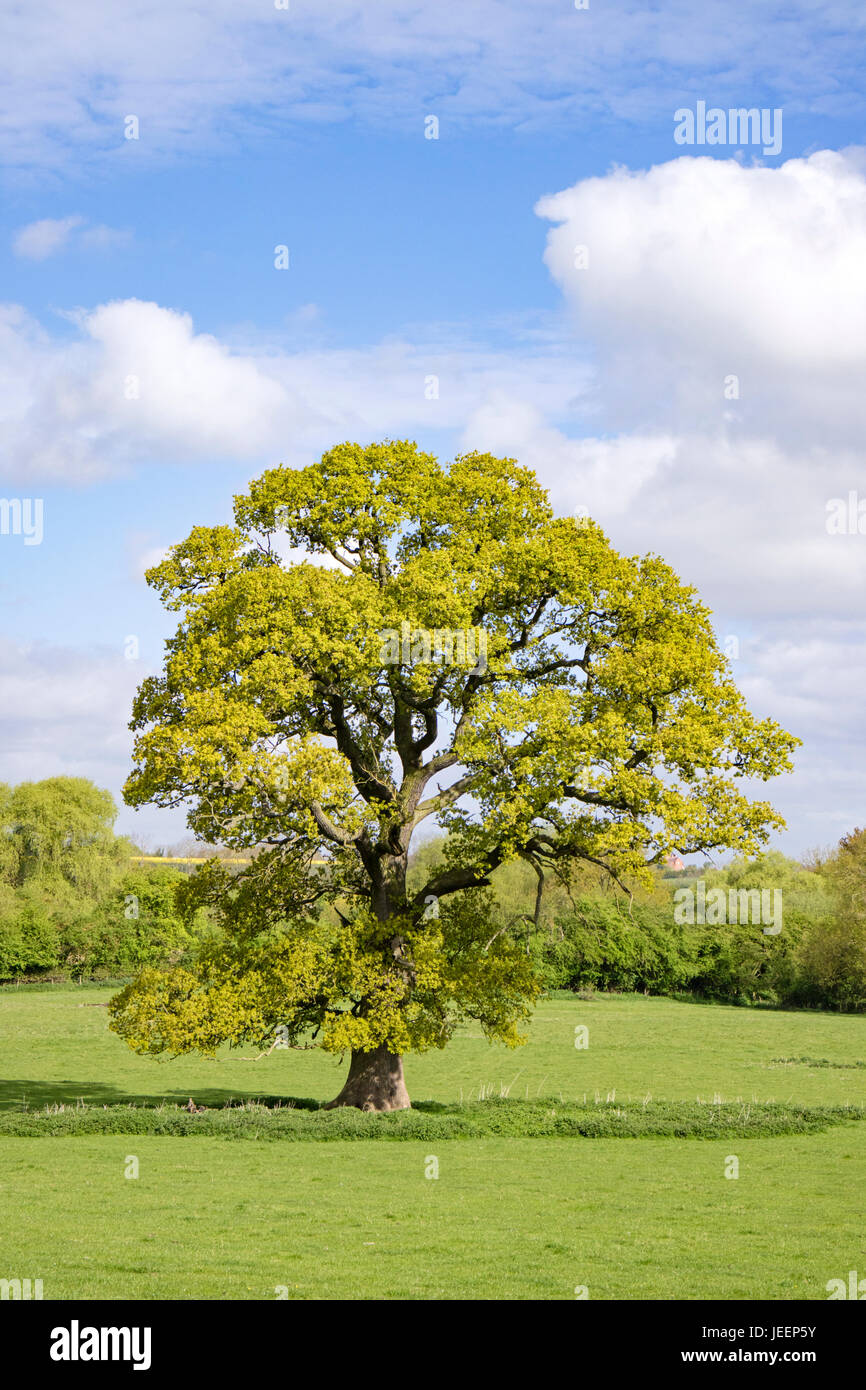 Un albero di quercia inglese maturo in un campo, Inghilterra, Regno Unito Foto Stock