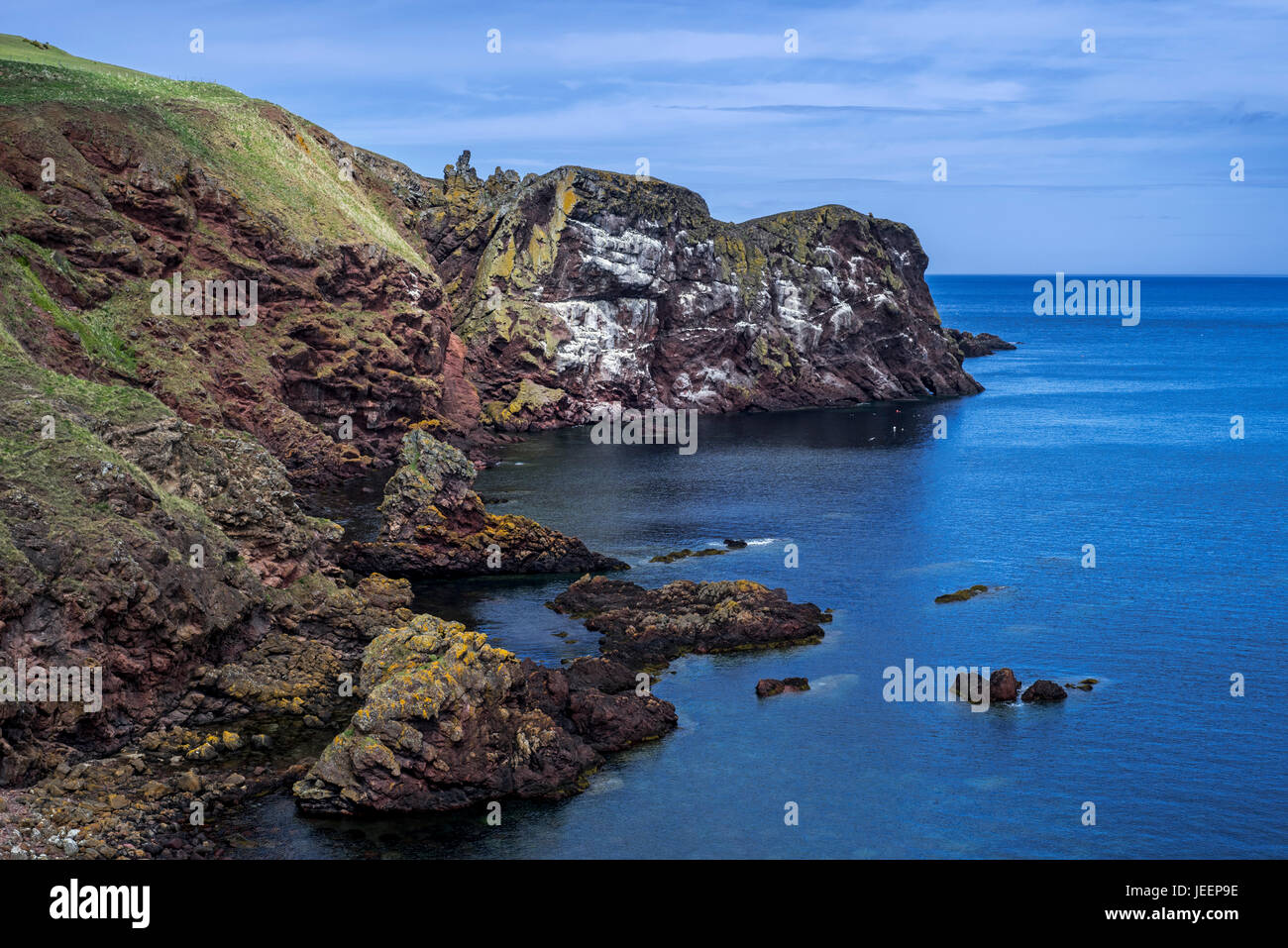 St Abb di testa, promontorio roccioso e uccelli marini riserva naturale vicino al villaggio di Saint Abbs, Berwickshire, Scotland, Regno Unito Foto Stock