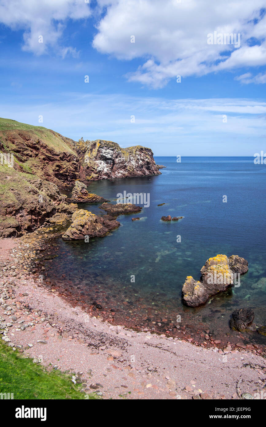 St Abb di testa, promontorio roccioso e uccelli marini riserva naturale vicino al villaggio di Saint Abbs, Berwickshire, Scotland, Regno Unito Foto Stock