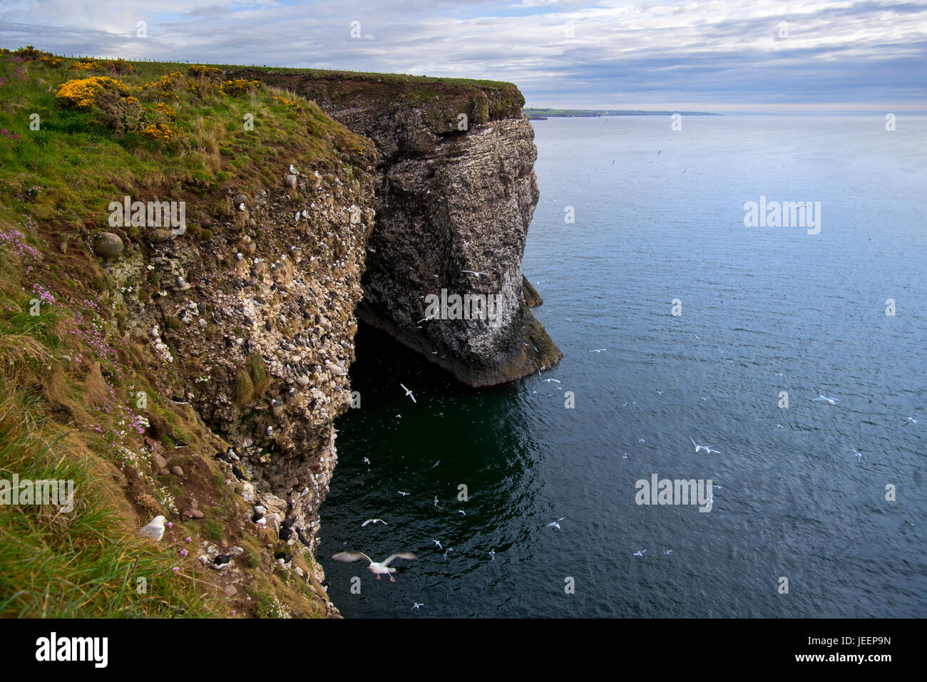 Scogliere sul mare, casa delle colonie di uccelli marini nella stagione riproduttiva in primavera a Fowlsheugh, natura costiera di riserva nel Kincardineshire, Scotland, Regno Unito Foto Stock