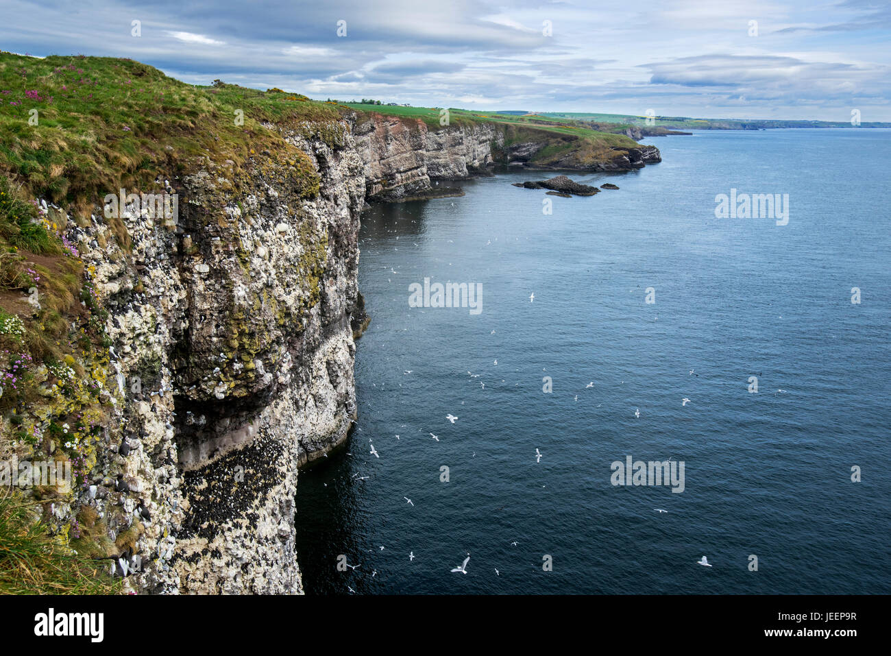 Scogliere sul mare, casa delle colonie di uccelli marini nella stagione riproduttiva in primavera a Fowlsheugh, natura costiera di riserva nel Kincardineshire, Scotland, Regno Unito Foto Stock
