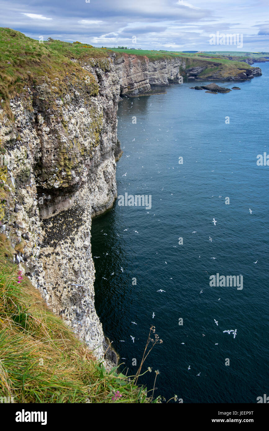 Scogliere sul mare, casa delle colonie di uccelli marini nella stagione riproduttiva in primavera a Fowlsheugh, natura costiera di riserva nel Kincardineshire, Scotland, Regno Unito Foto Stock