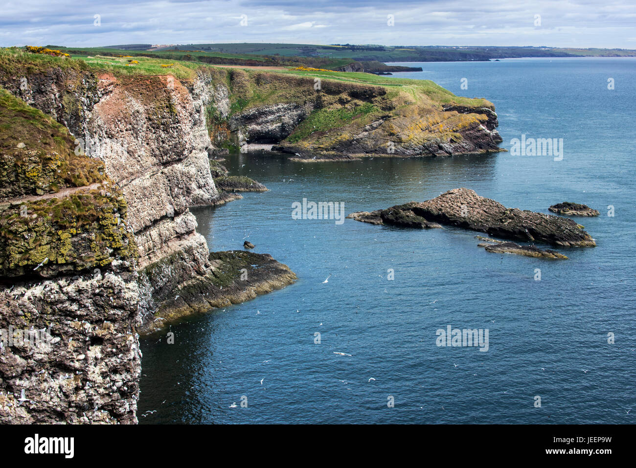 Scogliere sul mare, casa delle colonie di uccelli marini nella stagione riproduttiva in primavera a Fowlsheugh, natura costiera di riserva nel Kincardineshire, Scotland, Regno Unito Foto Stock