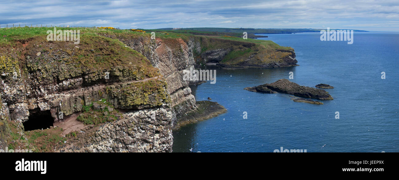 Scogliere sul mare, casa delle colonie di uccelli marini nella stagione riproduttiva in primavera a Fowlsheugh, natura costiera di riserva nel Kincardineshire, Scotland, Regno Unito Foto Stock