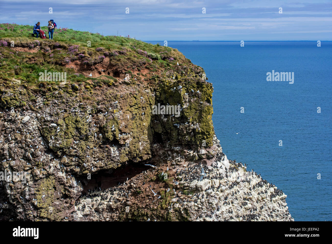 Birders in mare in cima alla scogliera, casa di colonie di uccelli marini nella stagione riproduttiva in primavera a Fowlsheugh, natura costiera di riserva nel Kincardineshire, Scotland, Regno Unito Foto Stock